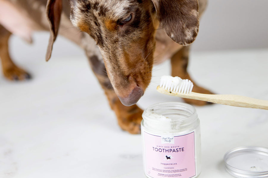 Dog sniffing toothbrush and toothpaste