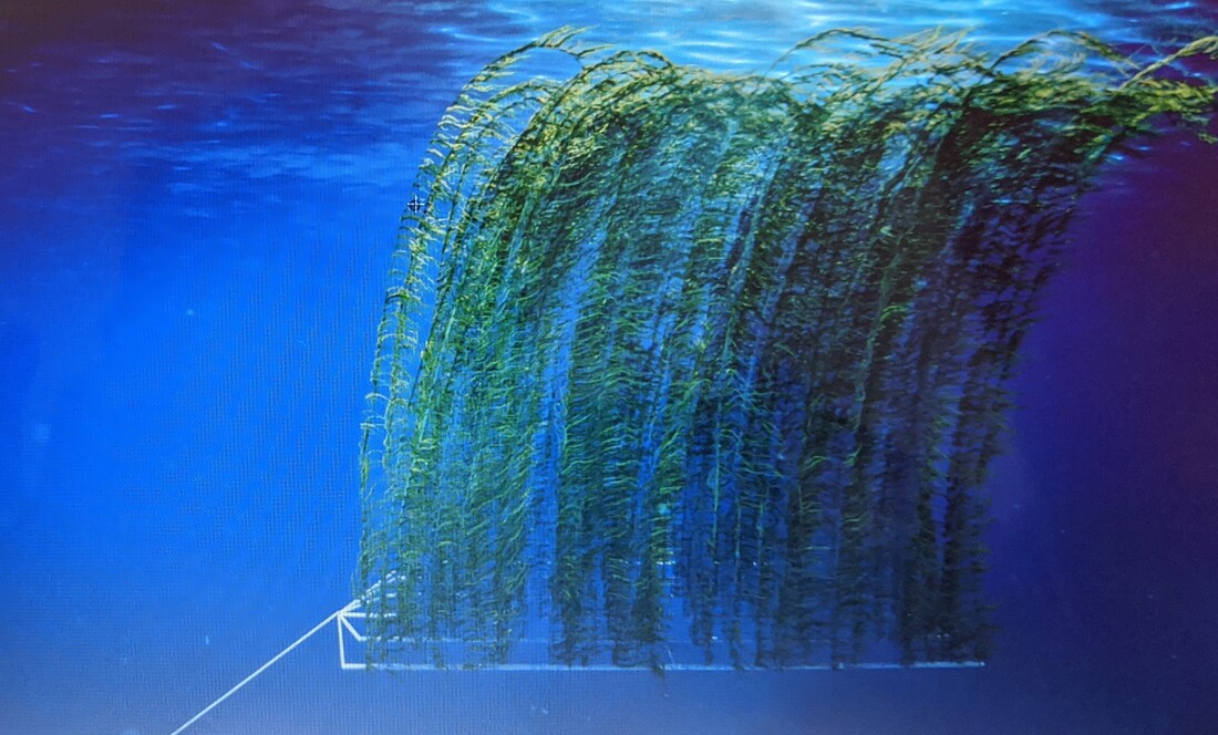 Marine Permaculture Seaforestation / The Climate Foundation