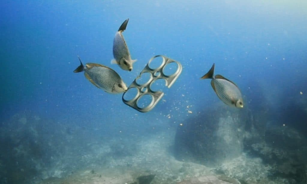 saltwaterpackaging-1025x615