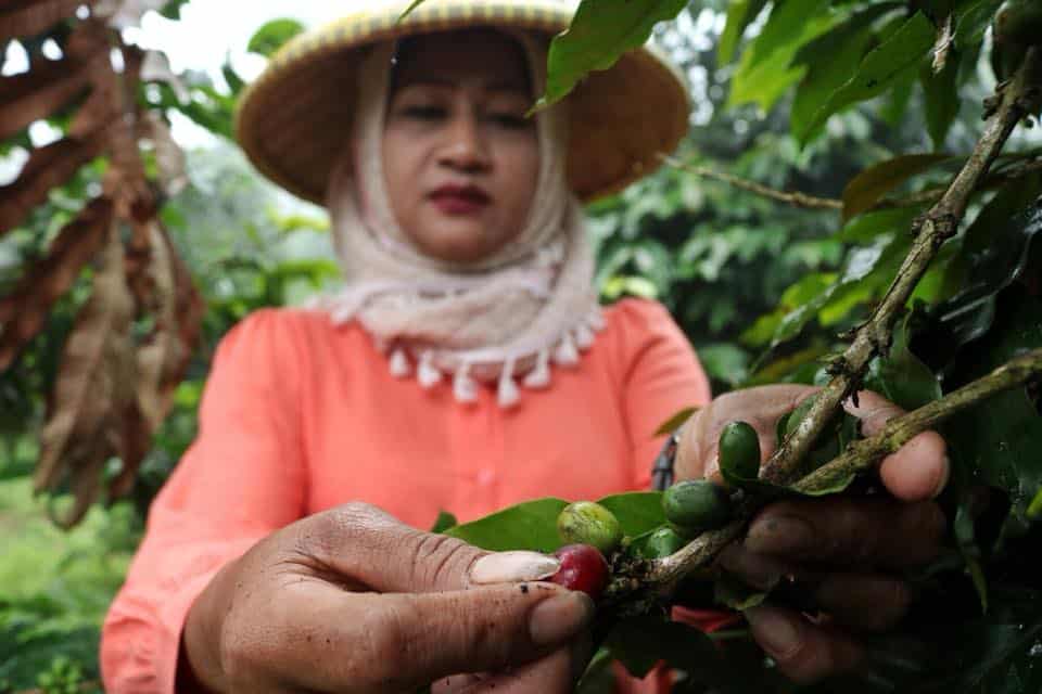 Java Mountain Coffee_social_enterprise