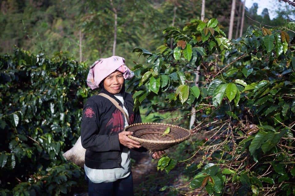 Java Mountain Coffee_socialimpactcoffee