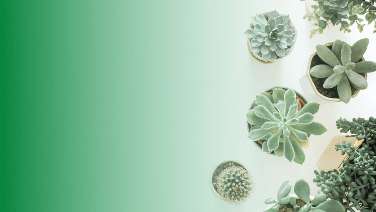8 Best Plant Identification Apps for Nature Lovers 2024  Causeartist
