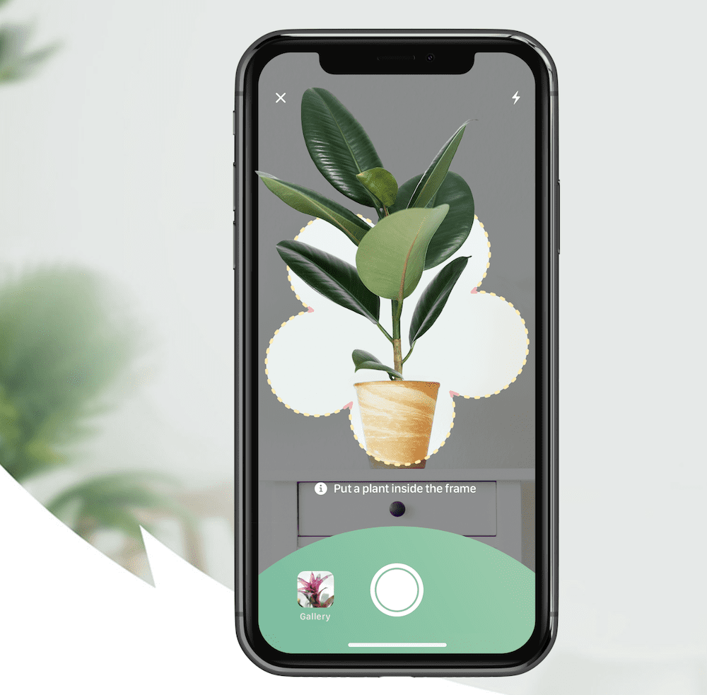 Blossom - Plant Care Guide