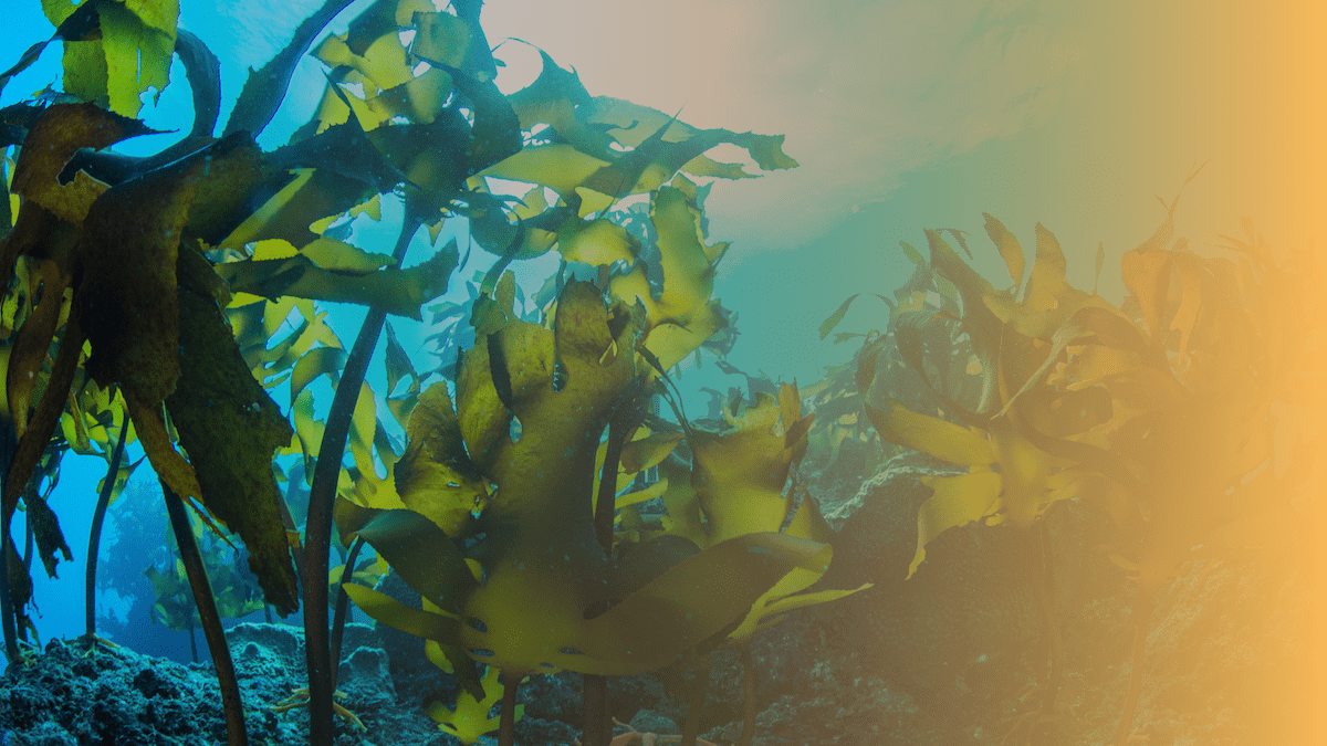 Keel Labs: Harnessing the Power of the Ocean to Create Sustainable