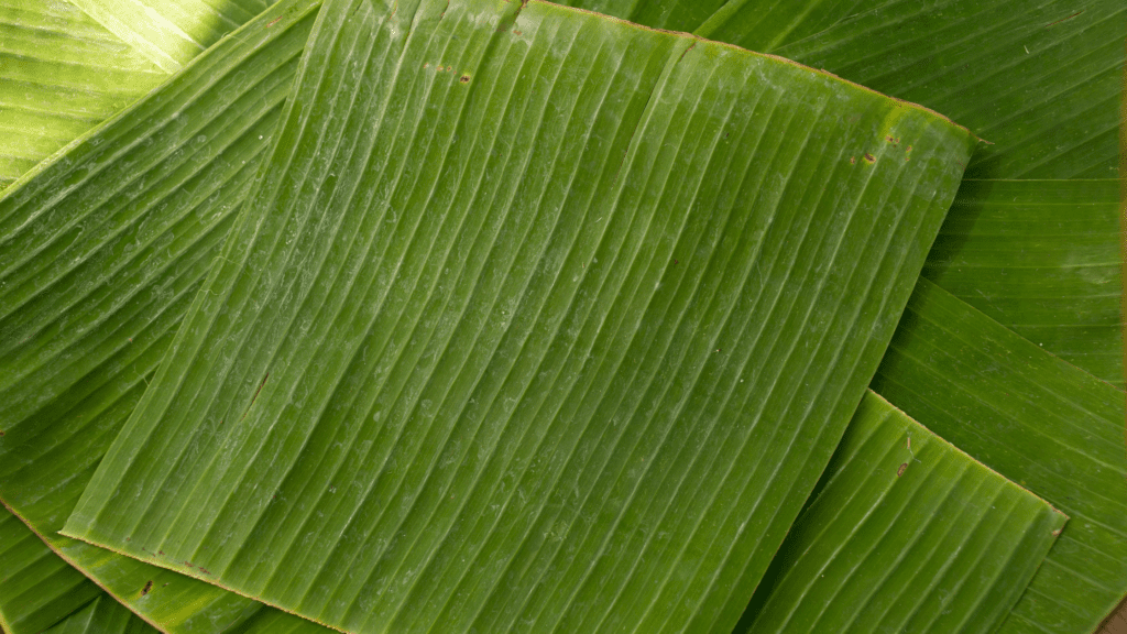 Plant Based Fibers